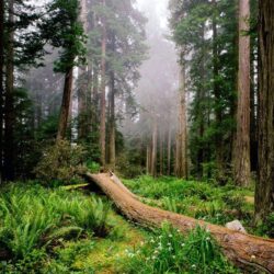 Nature Redwood National Park px – 100% Quality HD Wallpapers