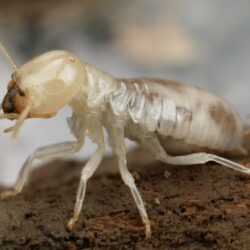 Termites Wallpapers High Quality
