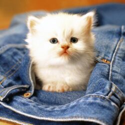 Cute Cats Wallpapers