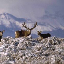 Animals For > Mule Deer Wallpapers