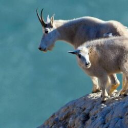 Goat wallpapers – wallpapers free download