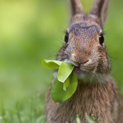 Eating Rabbit Wallpapers