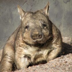 Wombats Wallpapers HD FREE for Android