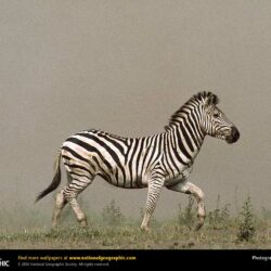 Zebra Picture, Zebra Desktop Wallpaper, Free Wallpapers, Download