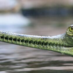 Download wallpapers gharial, head, nose, long