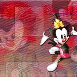 Wallpapers animaniacs y fenomenoide