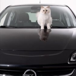 Opel Corsa Callendar with Karl Lagerfeld`s Cat 2015 photo 111225