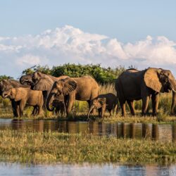 lower zambezi national park