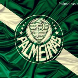 Wallpapers Palmeiras By Osnms Deiog And Stock Photos