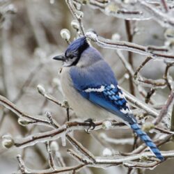 Image For > Blue Jay Bird Wallpapers