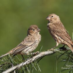 Best 53+ House Finch Wallpapers on HipWallpapers