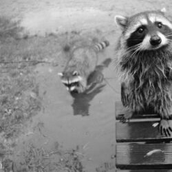 Urban Ecosystems: Why there’s probably a raccoon living on your