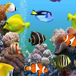 Marine Aquarium HD Wallpapers