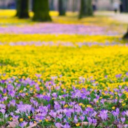 Spring Flowers Meadow HD desktop wallpapers : Widescreen : High