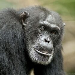 Picture Of Chimpanzee Cool Wallpapers Desktop Backgrounds