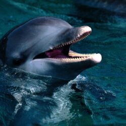 Free Dolphin Wallpaper, Screensavers, Pictures, Videos and Site