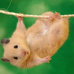 Hamster On Net Image Wallpapers Wallpapers