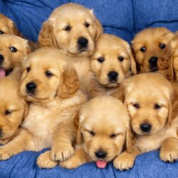 Hd Wallpapers Puppies