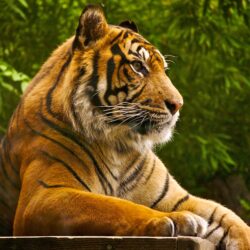 Tigers,Cheetahs,Leopards Wallpapers & HD Desktop Backgrounds