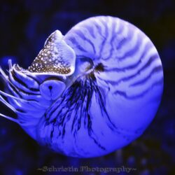 Under water photography of blue squid, nautilus HD wallpapers