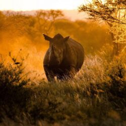 Africa Rhinoceros Running Nature HD Wallpapers