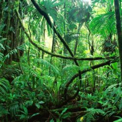 Amazon Rainforest Wallpapers – Scalsys