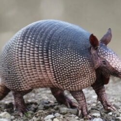 Armadillo Wallpaper Backgrounds