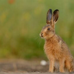 65 Hare HD Wallpapers