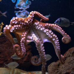 100+ Octopus Pictures [HD]