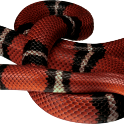 Snake image, free download picture snakes