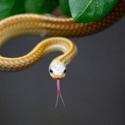 Snake HD Wallpapers Free Download