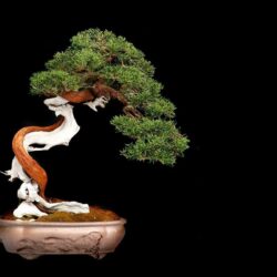 Most Downloaded Bonsai Wallpapers