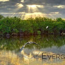 18+ Best HD Everglades National Park Wallpapers