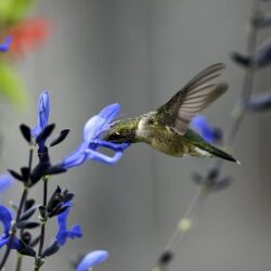Hummingbird flower Wallpapers