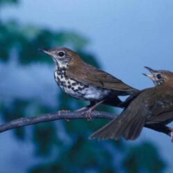 Free picture: pair, wood, thrushes, songbirds, perching, branch