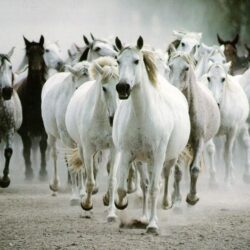 Horse White HD Wallpapers Android Wallpapers computer