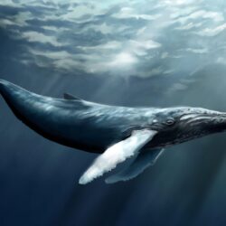 humpback whale desktop wallpapers