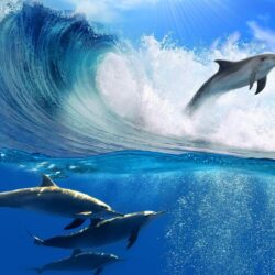 Dolphin Wave Wallpapers HD Wallpapers Top
