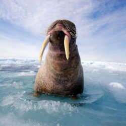 Walrus Wallpapers And Backgrounds Image