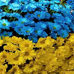 UKRAINE FLOWER FLAG WALLPAPER