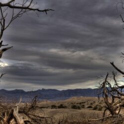 Dead Trees In Death Valley National Park
