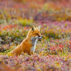 Red fox in Denali National Park and Preserve, Alaska