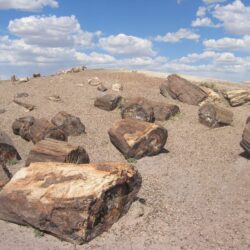 File:Petrified Forest National Park Wood