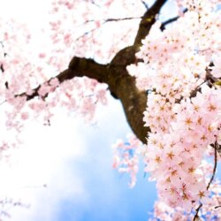 Sakura flower wallpapers image all free download