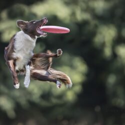Wallpapers jump, the game, dog, dog, disk, catches, Border Collie