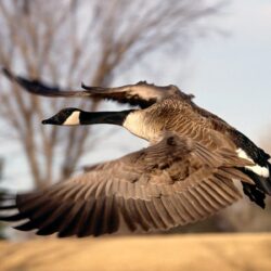 goose Wallpapers and Backgrounds