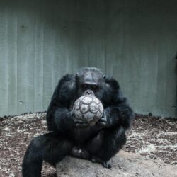 Chimpanzee Pictures