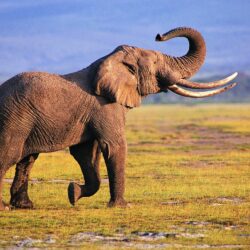 Photography Elephant Wallpapers Wallpapers