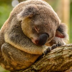 Hd Sleeping Koala Wallpapers