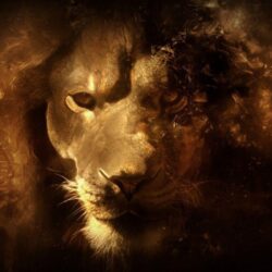 lion wallpapers